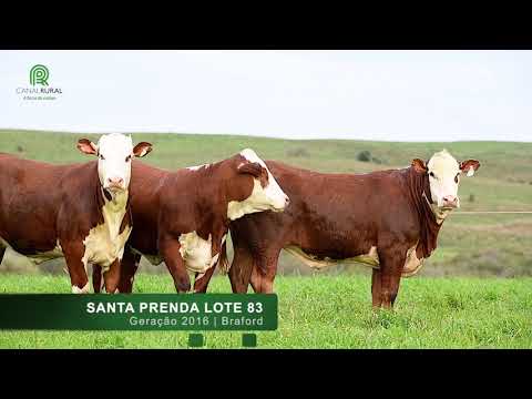 Lote 83 - Novilhas com serviço