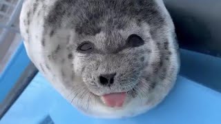 Ponsuke Seal Smiles (SAD)