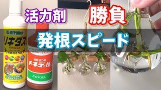発根剤付き Unexpected results] A competition to see how quickly plants grow
