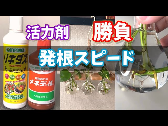 Unexpected results] A competition to see how quickly plants grow