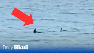 Moment sharks are spotted at beach in Menorca sparking closure