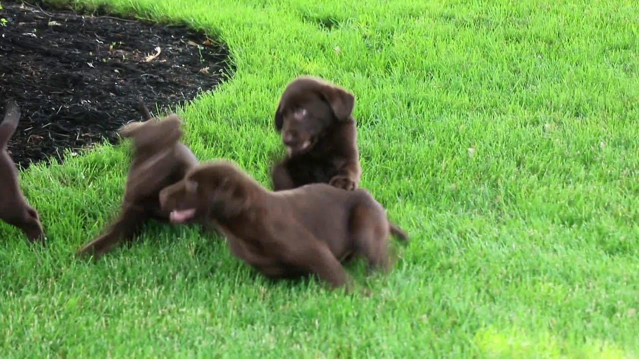 boykin lab mix puppies for sale