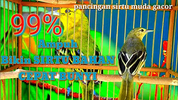 Agar burung sirtu bahan cepat bunyi dan gacor dengan suara  pancingan sirtu muda