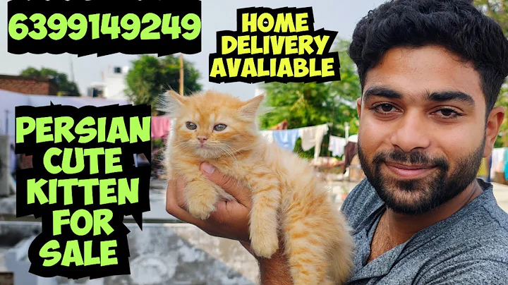 Video 6246291: royal canin persian cat, royal canin persian kitten, persian cat food review, cute kitten