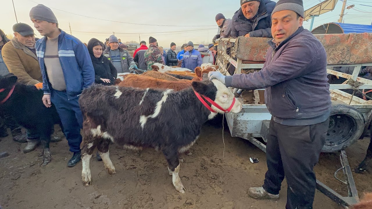 ХОРАЗМ БОГОТ МОЛ БОЗОР НАРХЛАРИ 18-февраля 2026г