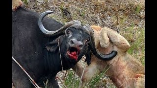 Kawanan Banteng habisi gerombolan Singa (Epic Battle)