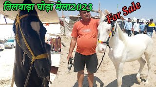 नुकरी बछेरी + मारवारी घोड़ी Balotra Tilwada Horse Pashu Mela Fair 2023 Horse Market India Video