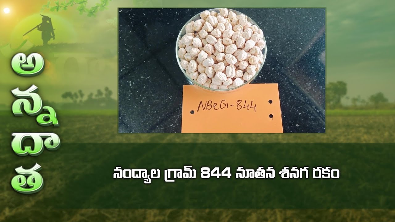 New Bengalgram variety Nandyal gram 844 by Nandyal RARS | ETV