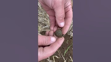 Metal Detecting Civil War Buttons & Relics w. Simplex+ Muster Field Relic Hunting Treasure #shorts