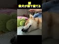 柴犬が横でねてる