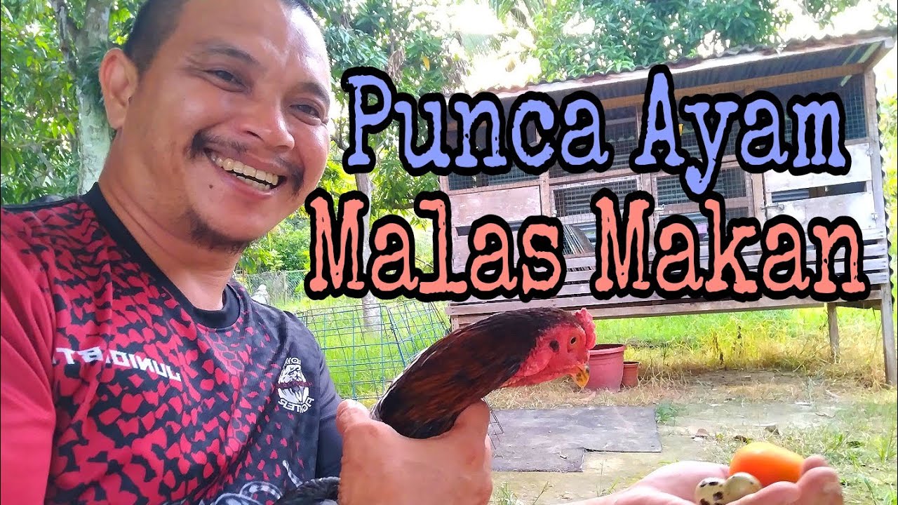 Kenapa Ayam Peliharaan Tidak Mahu Makan @dadyellechannel