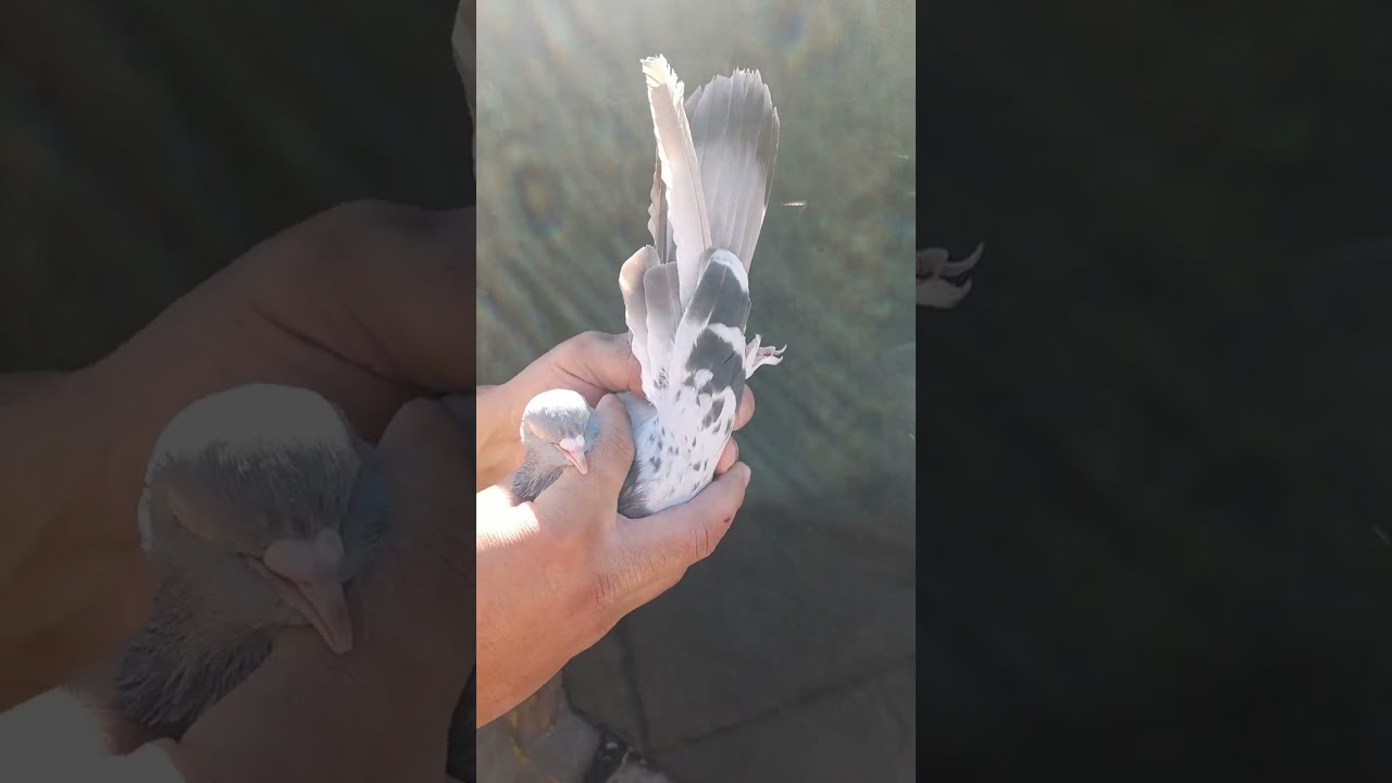 نُبذة عن الازرك العراقي الاصيل