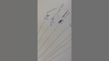ab 2 - Phylogenetics Exercise #3 Big Phylogeny Video