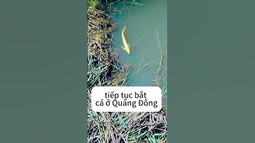 đến sông Quảng Đông bắt cá #shorts #shortvideo #cauca #fishing