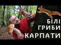 СВІТАНКОВІ БІЛІ ГРИБИ В КАРПАТАХ / БІЛІ ГРИБИ ВСІ ЯК ОДИН