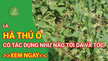 Lá Hà Thủ Ô có tác dụng như thế nào trong làm đẹp da và tóc