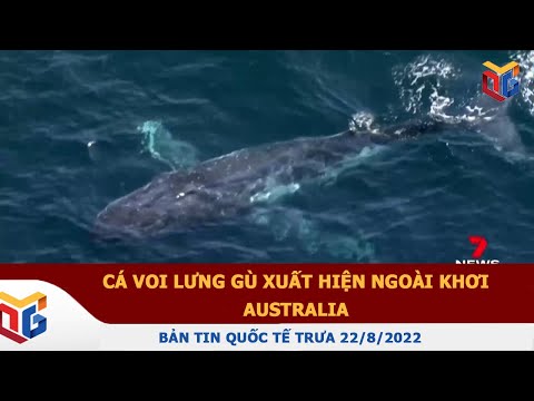 Video Bản tin quốc tế trưa 22/8 | Cá voi lưng gù xuất hiện... - youtube