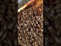 #bees close up on a honey comb.