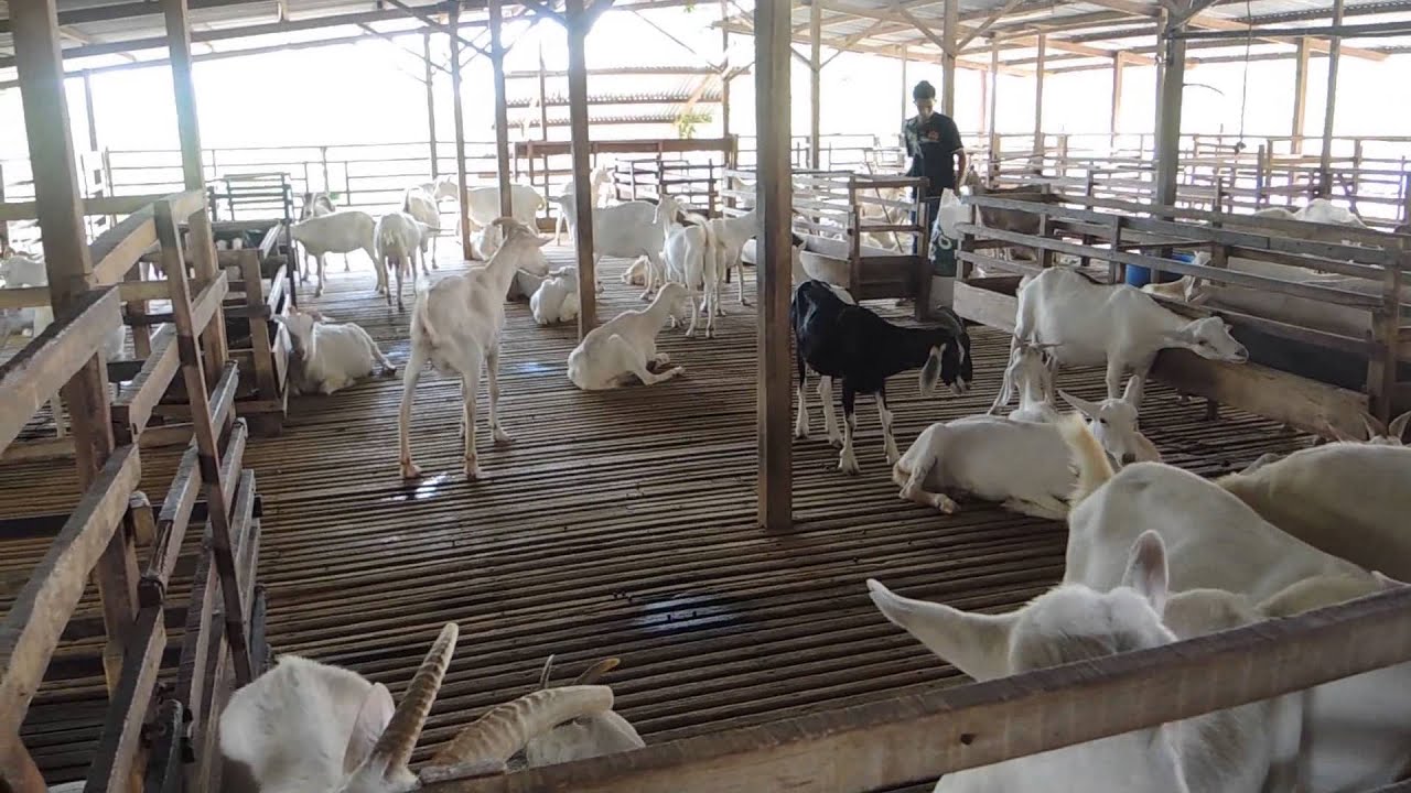 Goats at UK Farm in Kluang - YouTube