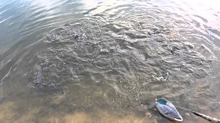 Bethany Pond Fish