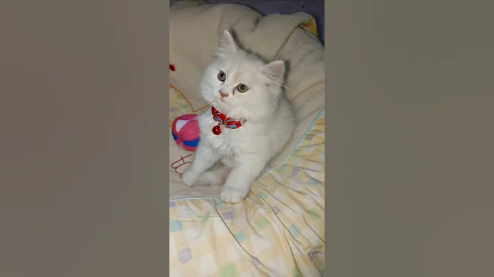 Watch the video about Cute. #cat#funny#cat #cute #kitten#meow#GatosEngraçados