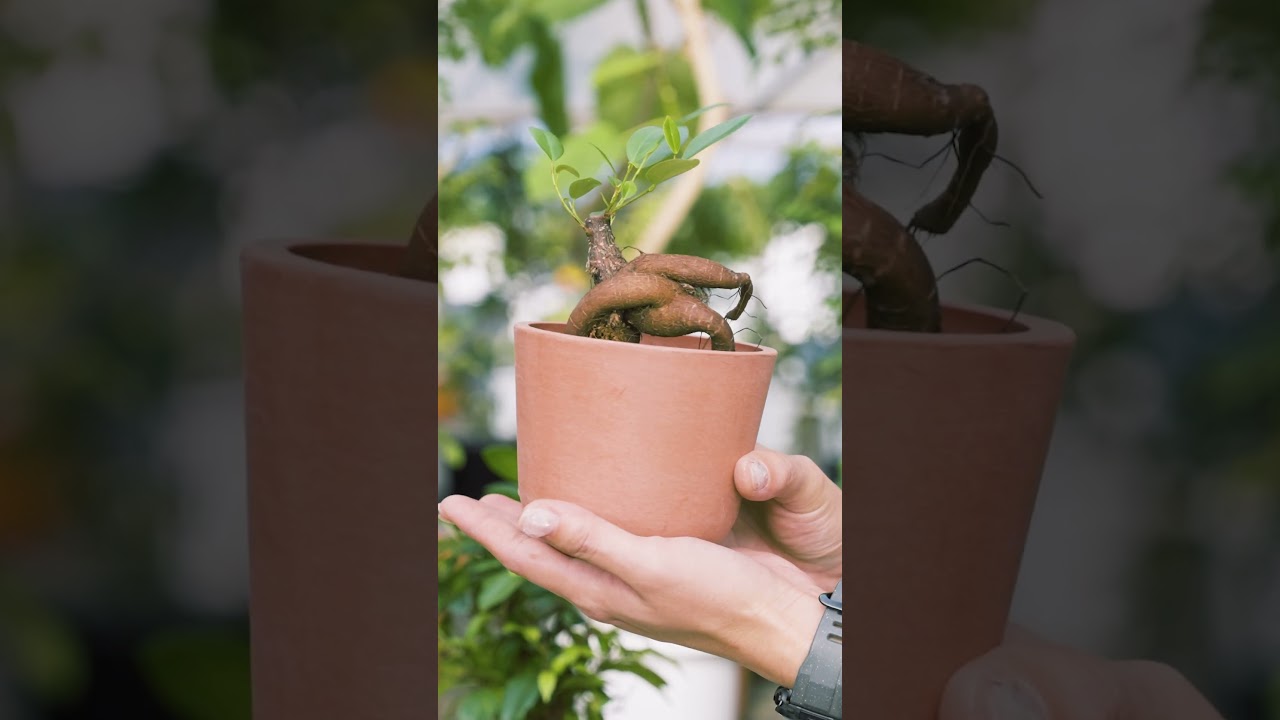 The charm of banyan trees!! What should you look for when buying