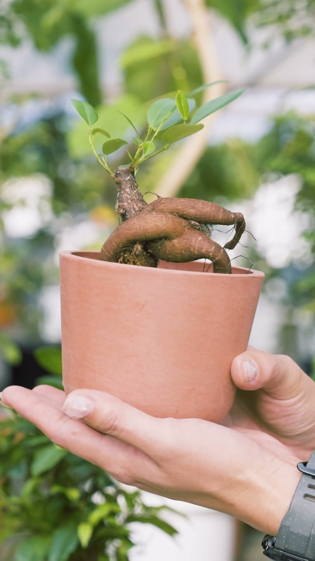 The charm of banyan trees!! What should you look for when buying