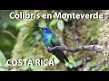 Colibrís en el Bosque nuboso de Monteverde, Costa Rica