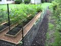 Two Week Raised Garden Project