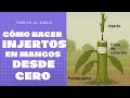 Injertos en Mangos Desde Cero.