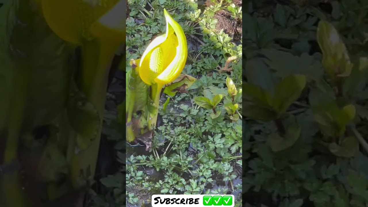 Look At This Skunk Weed 