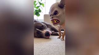 Chihuahua scary face mask prank on big dogs | Chihuahua vs Rottweilers 