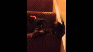 Cat playing on the stairs by chickybumble 58 views 11 years ago 8 minutes, 45 seconds