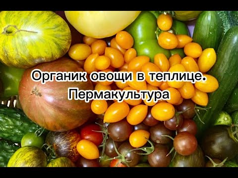 Выращивание органических овощей и зелени в теплице на пермакультурной ферме.