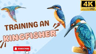 Kingfisher | Birds Simple Videos | Beauty of universe by What have in universe 41 views 3 months ago 6 minutes, 38 seconds