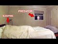 Catching a Predator | Predator Caught Watching Girl Sleep (Social Experiment)