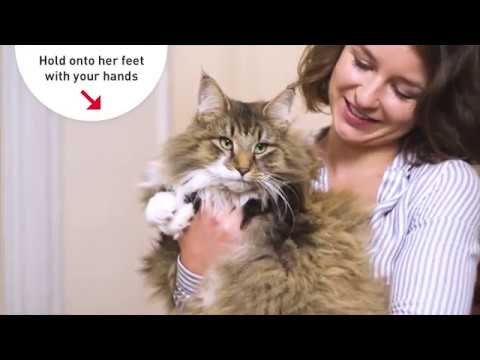 10 Tips To Bring Your Cat To Vet