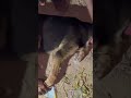 Dog parvovirus treatment#dogshorts #doglove #dogtreatment #dogviralvideo