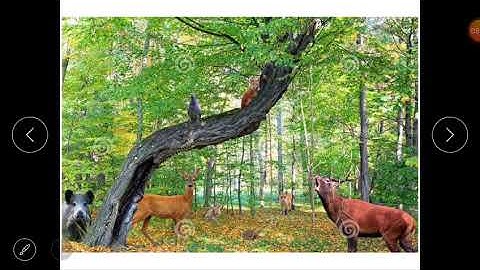 Class 4(S.S)- Lesson 3(What harms Forests) of block 17(Our Green Cover).