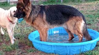 Best friends playing in their water bowl.