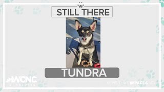 Tuesday Tailwagger: Meet Tundra