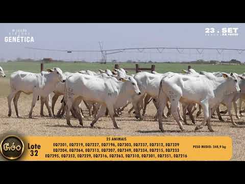 LOTE 32