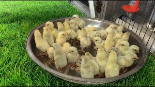 Menjadi Peternak Ayam Kampung Mandiri Telah Menjadi Pilihan Hidup Saya