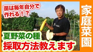 家庭菜園をするなら絶対にマスターしたい！夏野菜の種の採り方を解説！キュウリ・オクラ・ピーマン・トマトなど保存法も徹底解説！【家庭菜園ライフ】