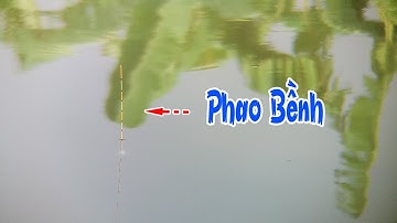 Cận Cảnh Câu Cá Chép, Cá Diếc Phao Bềnh Đơn Đài