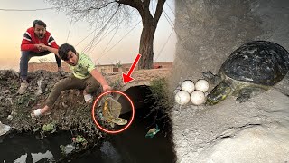 Turtle Or Eggs Ko Rescue Kr Lia  Happy