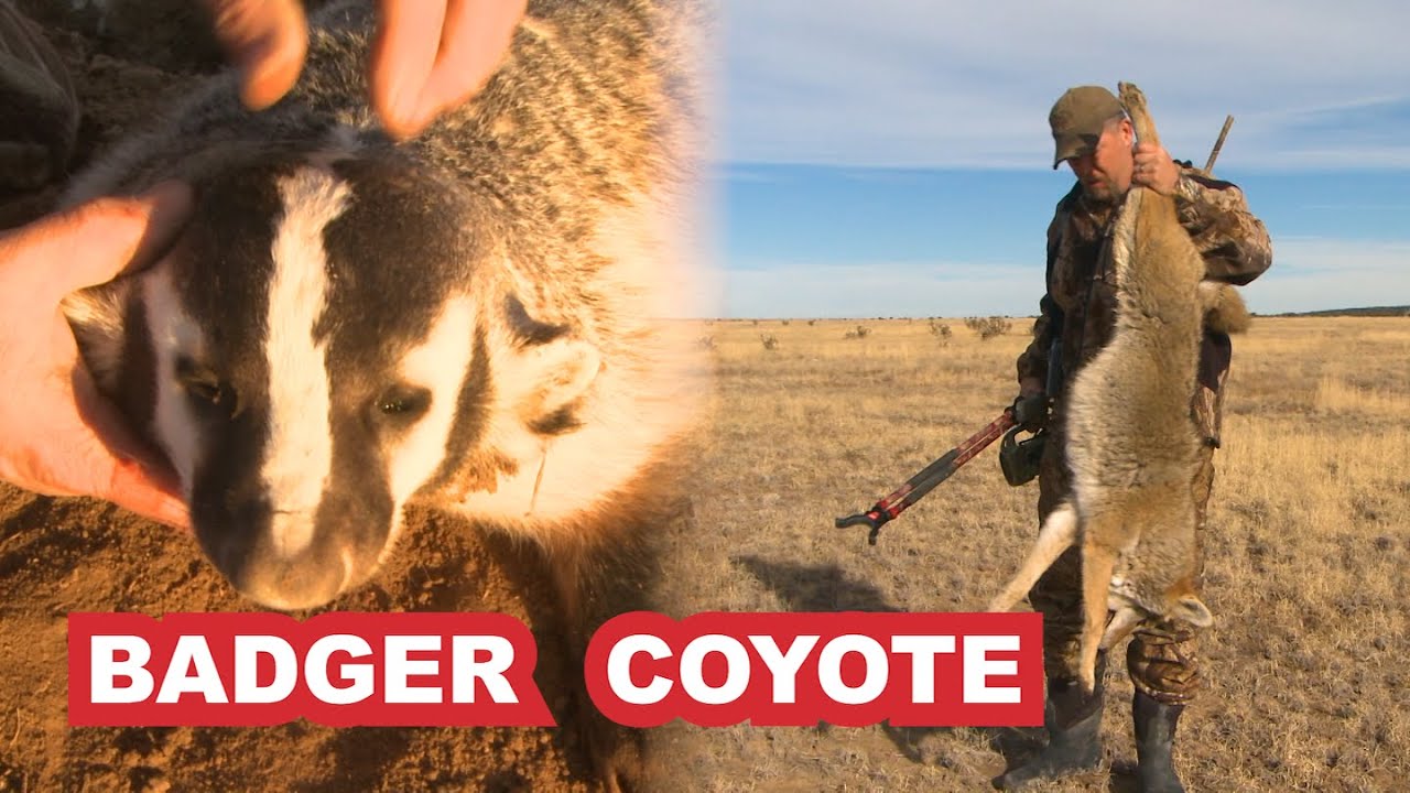 Colorado Badger and Coyote - YouTube
