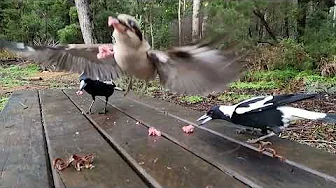 How birds compete for food.