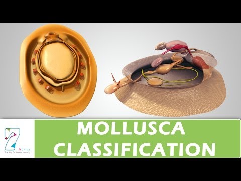 MOLLUSCA CLASSIFICATION