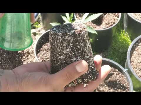 transplanting seedlings from solo cup to 3 gallon